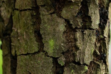 Ormandaki bir ağaç kabuğunun pürüzlü, çatlak ve yosunlu dokusunun makro yakın çekimi, ayrıntılı bir doğal arkaplan oluşturur.