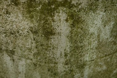 İnce yeşil yosun tabakasıyla kaplı eski bir beton duvarın soyut dokusu ince bir organik kalıp oluşturuyor.