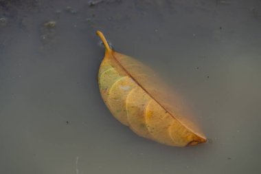 Tek bir sarı sonbahar yaprağı bulanık suda yüzüyor, kasvetli, melankolik ve yalnız bir doğa sahnesi yaratıyor.