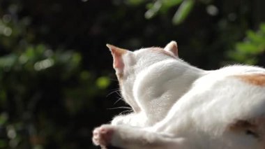 Güzel bir kedi, sıcak güneşin altında dinleniyor. Altın saat ışığıyla aydınlatılıyor. Kürkünün üzerinde göz kamaştırıcı bir ışık yaratıyor.