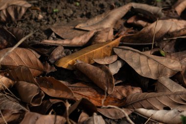 A moody, low-angle shot of a carpet of dry autumn leaves, with a dramatic play of light and shadow creating a cinematic sense of depth