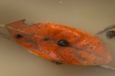 A moody still life of a vibrant orange autumn leaf floating in murky water, with tiny snails on it, symbolizing the circle of life