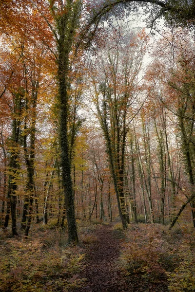 Podzimní Les Žlutými Stromy Listy Podzimní Období — Stock fotografie