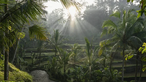 Grüne Reisplantage Dschungel — Stockfoto