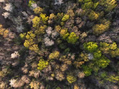 Gün batımında çok renkli bir ormanın insansız hava aracı görüntüsü