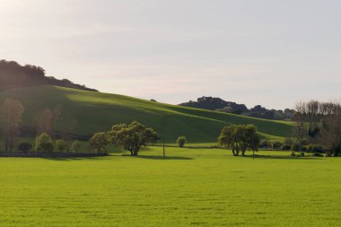 İlkbaharda ekilmiş bir tarlanın panoramisi