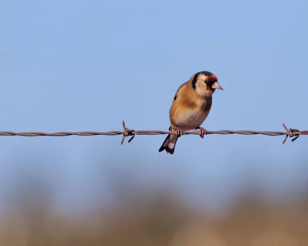 Goldfinch, a very common in areas where there are thistles and thorns on which it feeds.