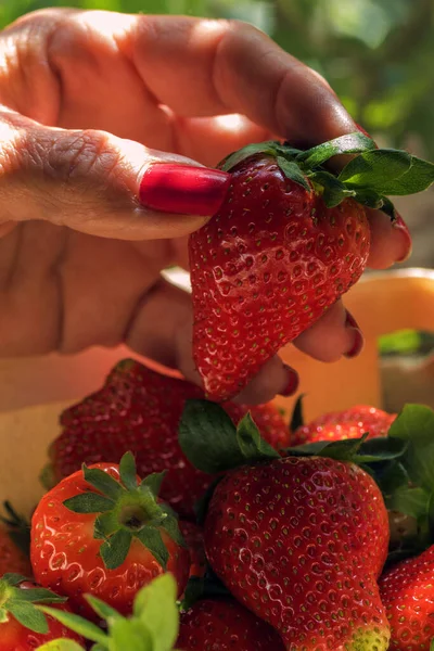 Die Hand Einer Frau Hält Eine Sehr Appetitliche Erdbeere Natürliches — Stockfoto