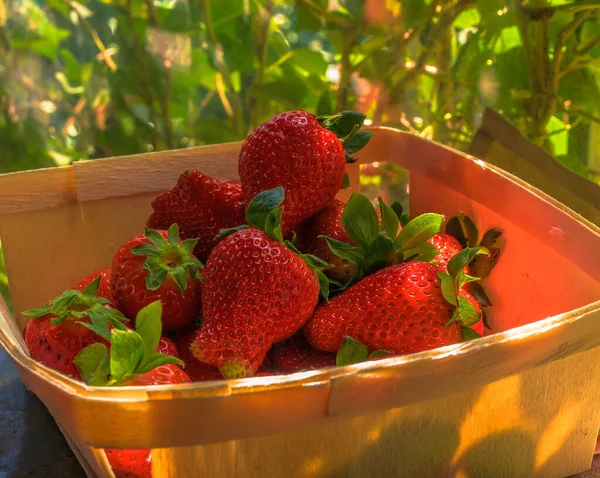 Tablett Mit Frischen Erdbeeren Natürlichem Licht Und Mit Grünem Hintergrund — Stockfoto