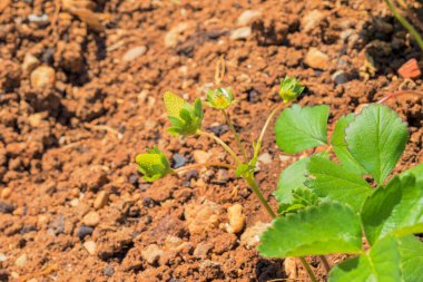 Küçük çilek bitkisi ilk meyvesini veriyor