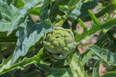 Organik bir bahçede büyüyen enginarlar. Bitkinin etrafını sarın.