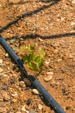 Sebze bahçesindeki marul bitkisinin ilk yaprakları. Bakım, çevre, toprak kavramı.