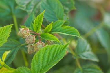 Bitkinin üzerindeki ilk ahududu. Bahçede. Önplan