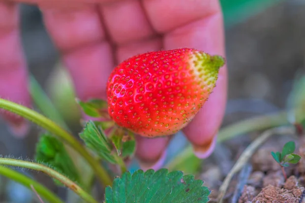 Erste Erdbeeren Obstgarten Bereits Reif Rot Eine Weibliche Hand Hält — Stockfoto