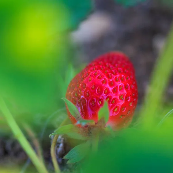 Erste Erdbeeren Obstgarten Bereits Reif Rot Vordergrund Makro — Stockfoto