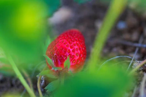 Erste Erdbeeren Obstgarten Bereits Reif Rot Vordergrund Makro — Stockfoto
