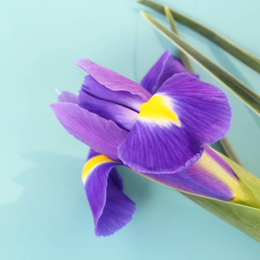 Işık arkaplanındaki iris çiçekleri