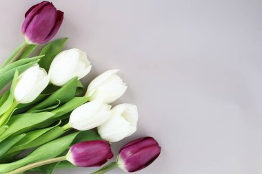 açık arkaplanda yeşil yapraklı beyaz ve mor laleler