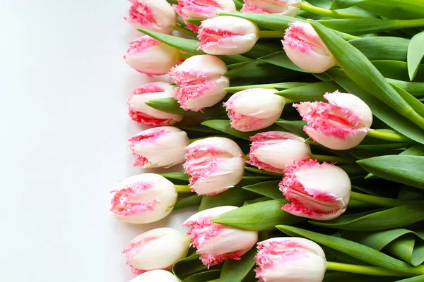 pink and white tulips with green leaveson on isolated white background . bunch of tulips. bouquet of pink tulips.