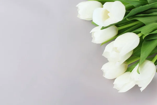 stock image bouquet of white tulips on white background