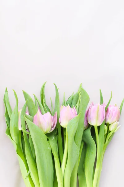 Flowers Beautiful Pink Tulips Isolated Neutral Background — Stock Photo, Image