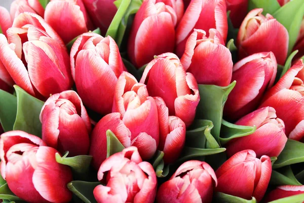 red and white tulips with green leaveson. bunch of tulips