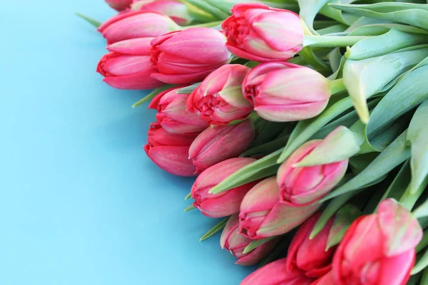 stock image flowers fresh pink tulips with green leaves on a blue background