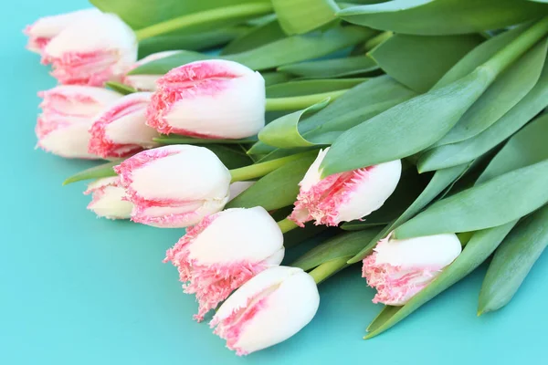 pink tulips. pink and white tulips with green leaveson a blue background . bouquet of pink tulips. a lot of white tulips on a blue background. bouquet of tulips on a wooden background
