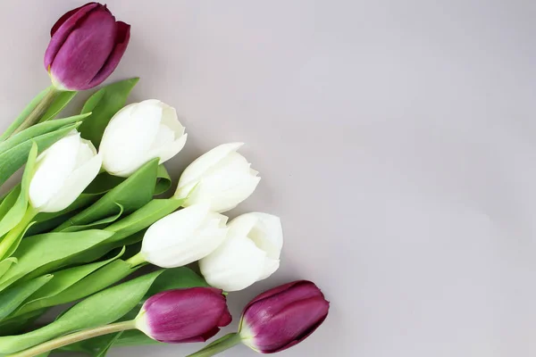 Flores Tulipanes Blancos Morados Con Hojas Verdes Aisladas Sobre Fondo Fotos de stock