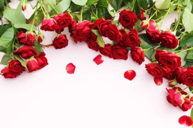 Çiçekler taze kırmızı güller ve yeşil yapraklı kırmızı gül yaprakları pembe arka planda. Güzel kırmızı güllerin bayrağı.