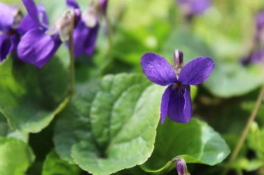 Bahar çiçekleri olan çayır menekşeleri