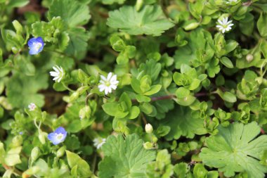 Bahar, beyaz ve mavi çiçekli orman çayırı.