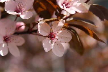 Pembe çiçekli ve kahverengi yapraklı bir bahar bahçesinin arka planında kiraz çiçeği dallarının dizaynı