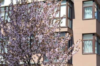 Pembe çiçekli ve kahverengi yapraklı bir evin arka planında kiraz çiçeği dalları var.