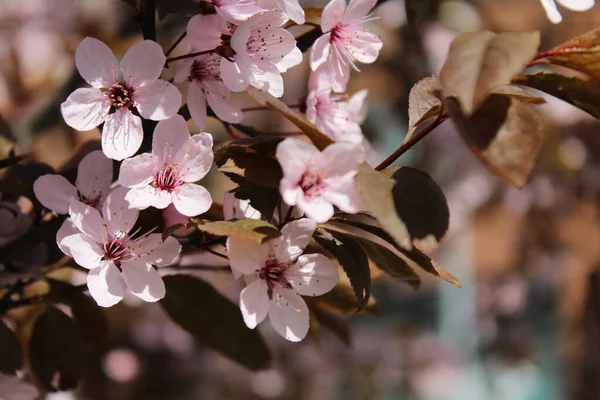 stock image design of cherry blossom branches on the background of a spring garden with pink flowers and brown leaves