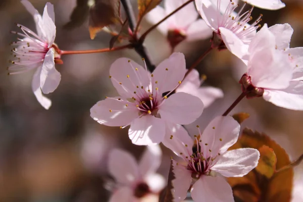 design of cherry blossom branches on the background of a spring garden with pink flowers and brown leaves
