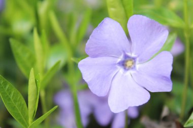 Bahçede yeşil yaprakları olan güzel mavi çiçek.