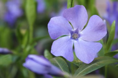 Bahçede yeşil yaprakları olan güzel mavi çiçekler.