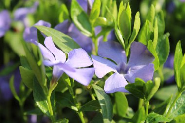 Bahçede yeşil yaprakları olan güzel mavi çiçekler.
