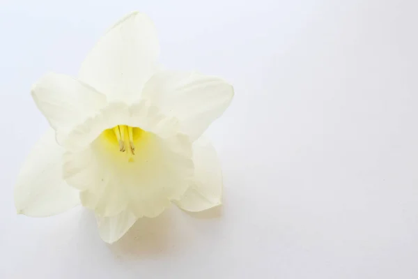 stock image background beautiful white flower isolated