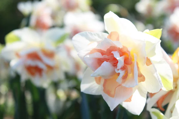Frühlingsblumen Weiß Mit Rosa Narzisse — Stockfoto