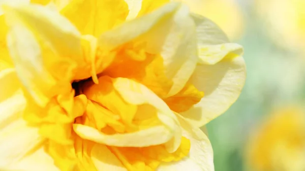 Красивый Желтый Нарцисс Цветочный Макрос — стоковое фото