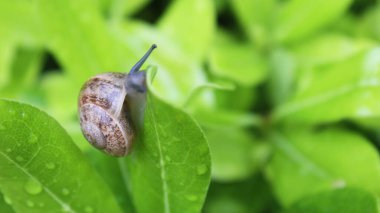 Yeşil yapraklı salyangoz. Su damlaları var.