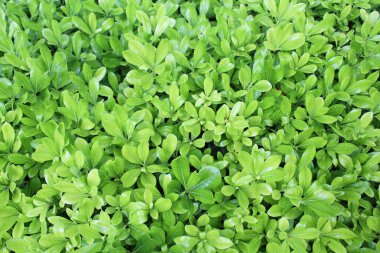  Su damlaları ile taze yaprak yeşil