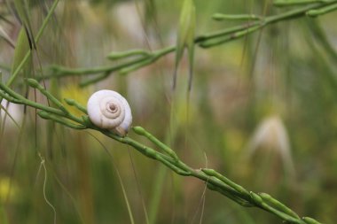  Yapraktaki salyangoz