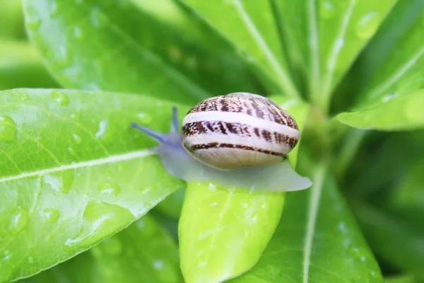 水滴在绿叶上的蜗牛 — 图库照片