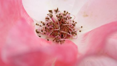 pembe gül makrosu yaprakları