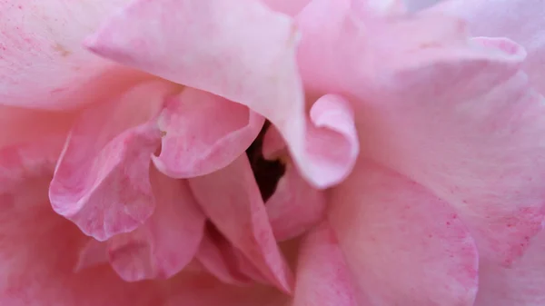粉红玫瑰的纤细花瓣 — 图库照片