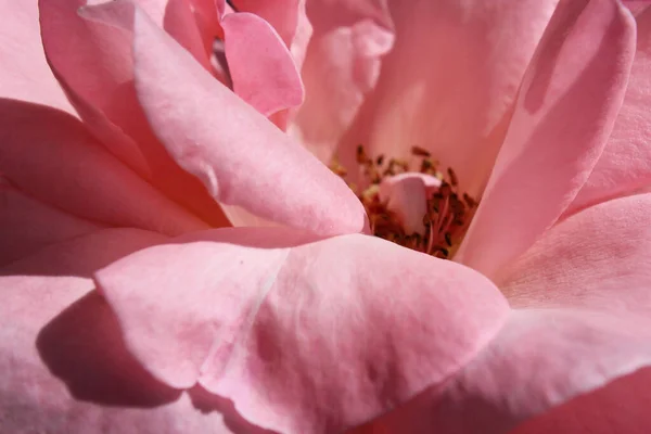 Tło Tekstury Zbliżenie Różowa Róża — Zdjęcie stockowe