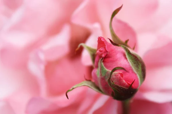 Pozadí Textura Růžová Růže Bud — Stock fotografie